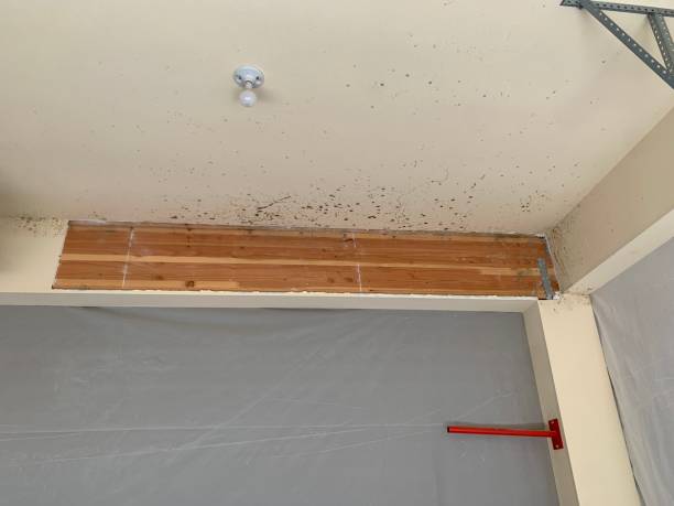 Best Attic Mold Removal  in Irvington, NY