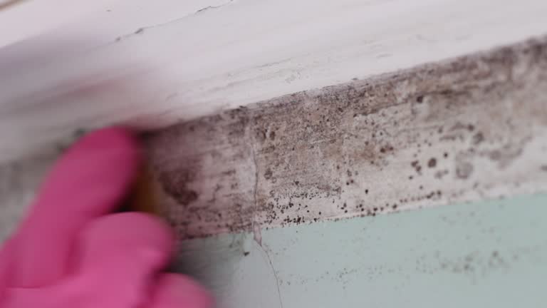 Best Environmental Consulting for Mold Prevention  in Irvington, NY